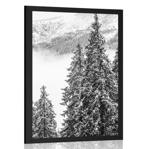 Černobílé Plakát zasněžené borové stromy v černobílém provedení