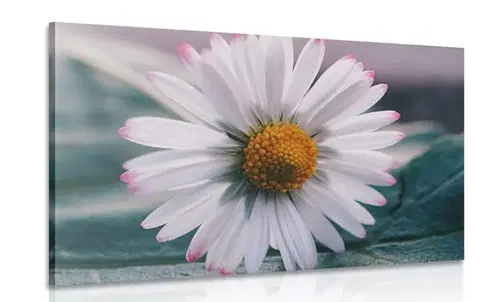 Obrazy květů Obraz nádherná sedmikráska