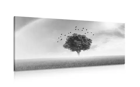 Černobílé obrazy Obraz osaměý strom na louce v černobílém provedení