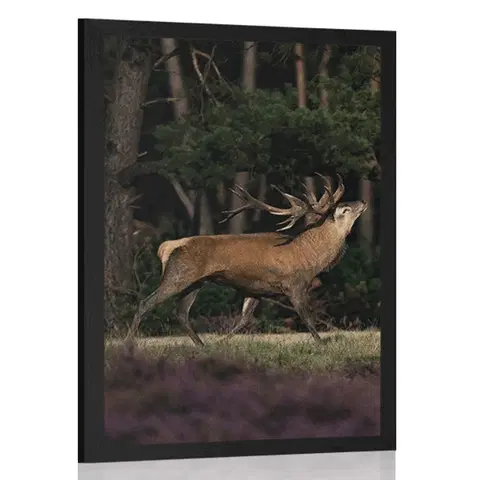 Zvířata Plakát majestátní jelen