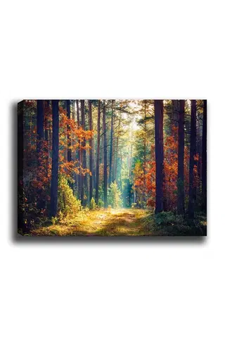 Obrazy Wallity Obraz na plátně Miracle forest 50x70 cm