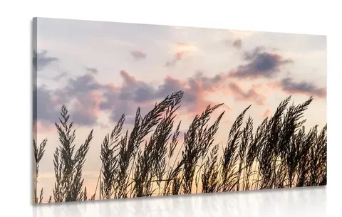 Obrazy přírody a krajiny Obraz stébla polní trávy