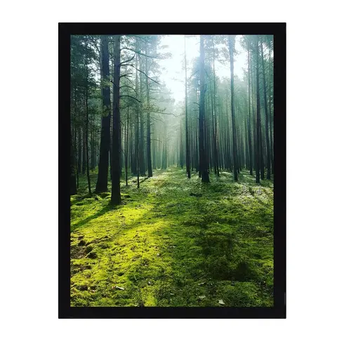 Obrazy a plakáty Obraz Green Forest 30x40cm