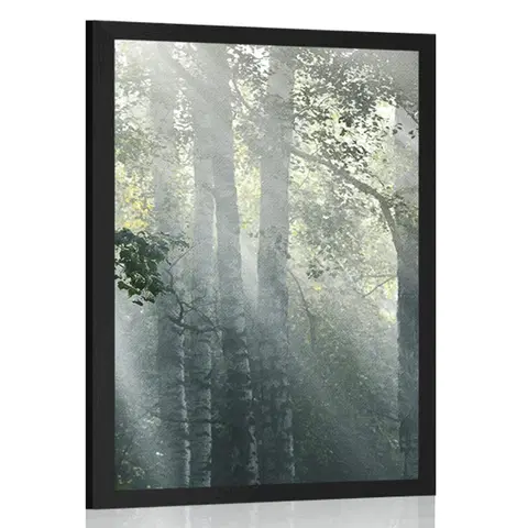 Příroda Plakát sluneční paprsky v mlhavém lese