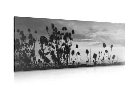 Černobílé obrazy Obraz stébla trávy na poli v černobílém provedení