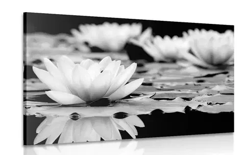 Černobílé obrazy Obraz lotosový květ v černobílém provedení