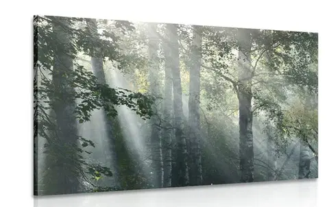 Obrazy přírody a krajiny Obraz slneční paprsky v mlhavém lese