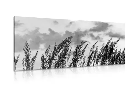 Černobílé obrazy Obraz tráva v černobílém provedení