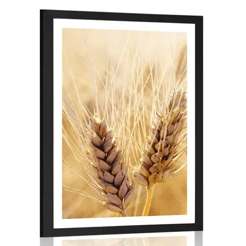 Příroda Plakát s paspartou pšeničné pole