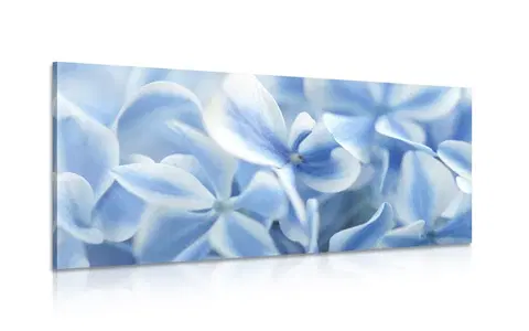 Obrazy květů Obraz modro-bílé květy hortenzie