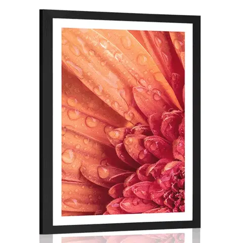 Květiny Plakát s paspartou oranžová gerbera s kapkami vody