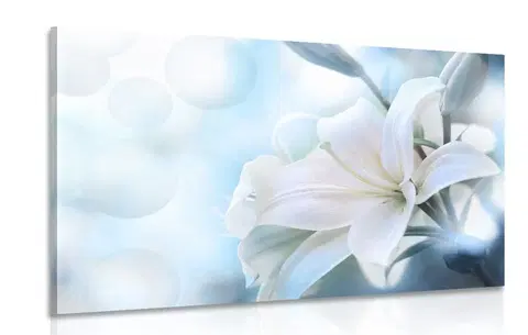 Obrazy květů Obraz bílý květ lilie na abstraktním pozadí