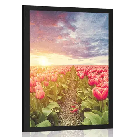Květiny Plakát východ slunce nad loukou s tulipány