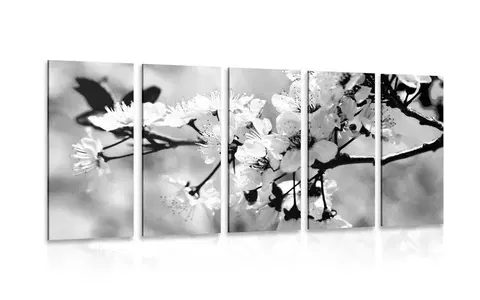 Černobílé obrazy 5-dílný obraz třešňový květ v černobílém provedení
