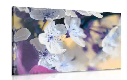Obrazy květů Obraz kvetoucí větvička třešně