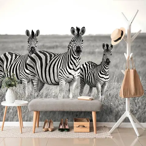 Černobílé tapety Fototapeta tři černobílé zebry v savanu