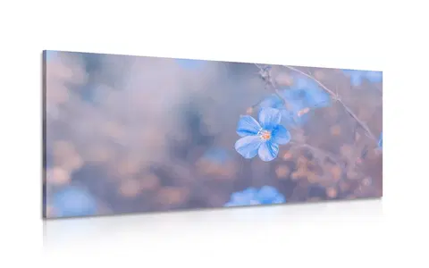 Obrazy květů Obraz modré květy na vintage pozadí