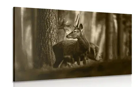 Černobílé obrazy Obraz jelen v borovicovém lese v sépiové provedení