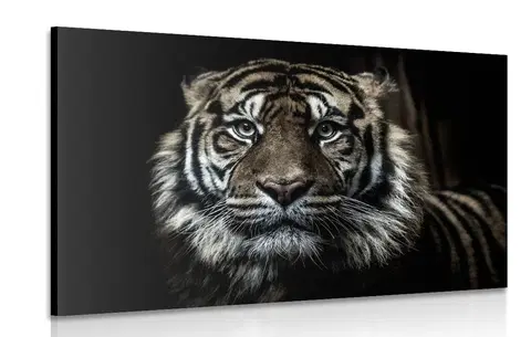 Obrazy zvířat Obraz tygr