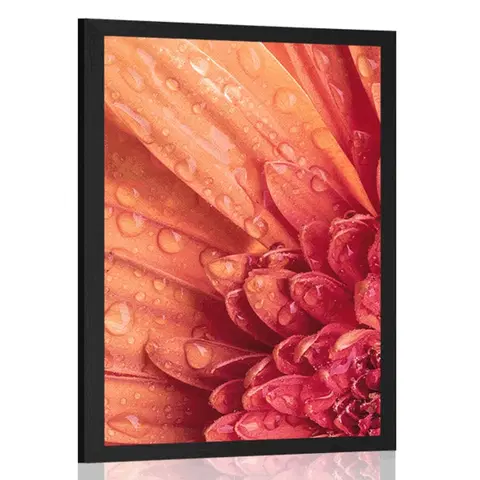 Květiny Plakát oranžová gerbera s kapkami vody
