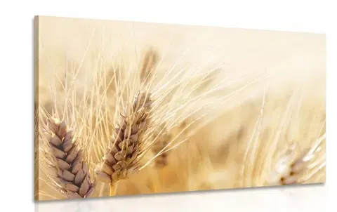 Obrazy přírody a krajiny Obraz pšeničné pole