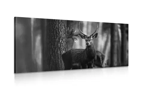 Černobílé obrazy Obraz jelen v lese v černobílém provedení