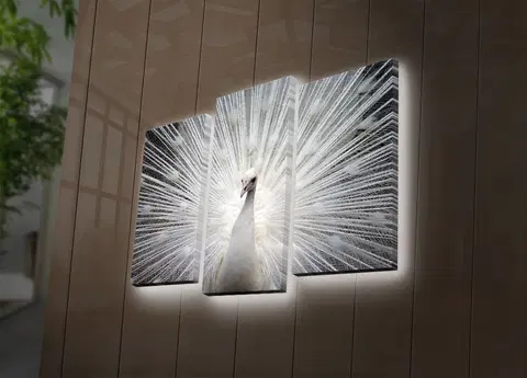 Obrazy Nástěnný obraz na plátně PÁV s led osvětlením 66 cm