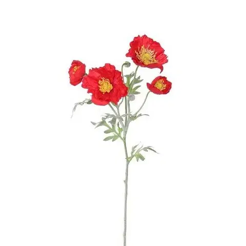 Květiny Vlčí mák 4 květy, v. 52 cm, červená