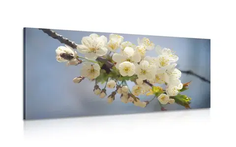 Obrazy květů Obraz kvetoucí větvičku třešně