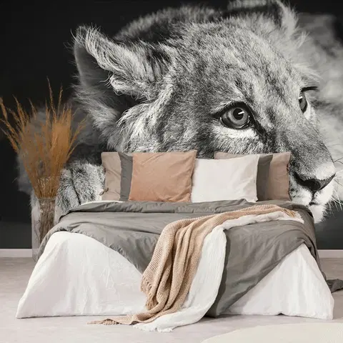 Samolepící tapety Samolepící fototapeta mládě lva v černobílém