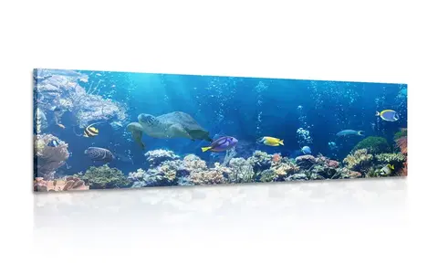 Obrazy mořští živočichové Obraz tropické rybky