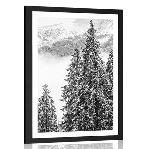 Černobílé Plakát s paspartou zasněžené borové stromy v černobílém provedení