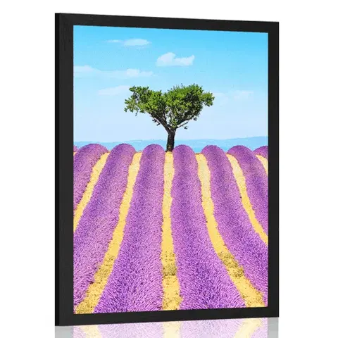 Příroda Plakát provensálské levandulové pole